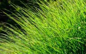 Gaia Principle would mix grass species