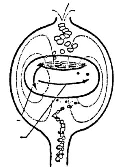 Prometheus Links Plasmak Plasma Diagram 7